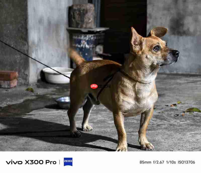 史上最强的影像旗舰！vivo X300 Pro评测：越级挑战的全能神机