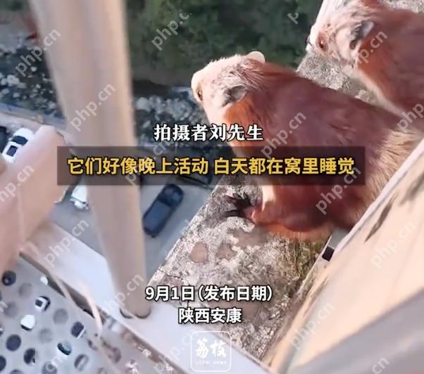 3只飞鼠19楼跃出上演“翼装飞行”是怎么回事？详情介绍 - php中文网