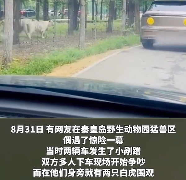 动物园内多名游客下车当老虎面吵架是怎么回事？详情介绍 - php中文网