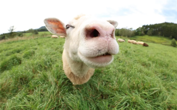 佳能发布全画幅鱼眼镜头：190°视角 + 180°VR